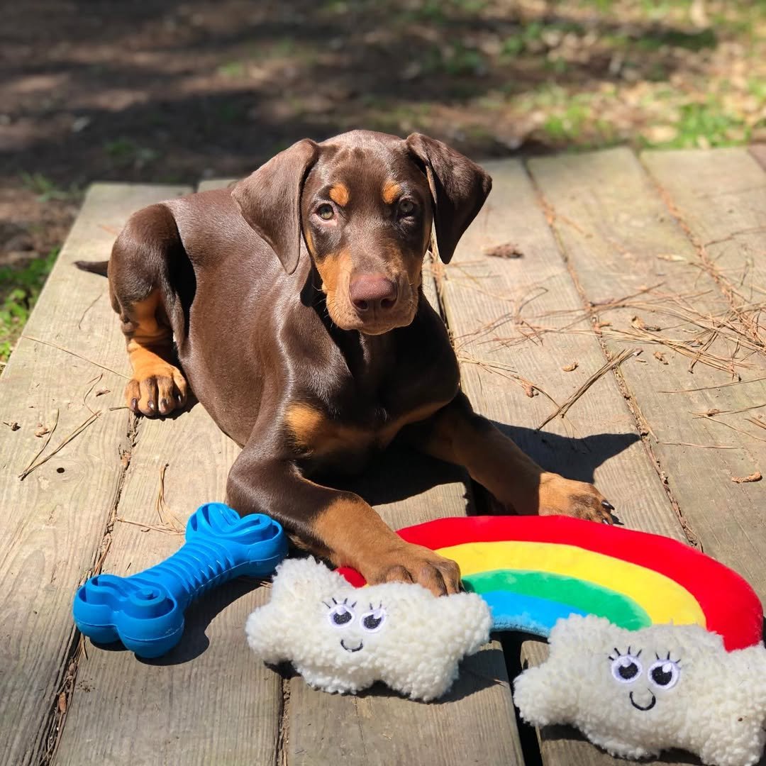 Cachorros de Dóberman