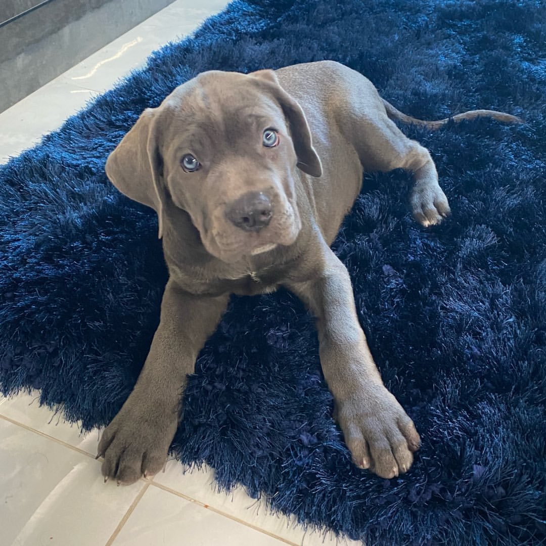 Cachorros de Cane Corso