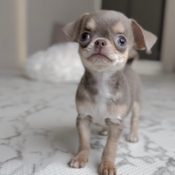 Cachorros de Chihuahua