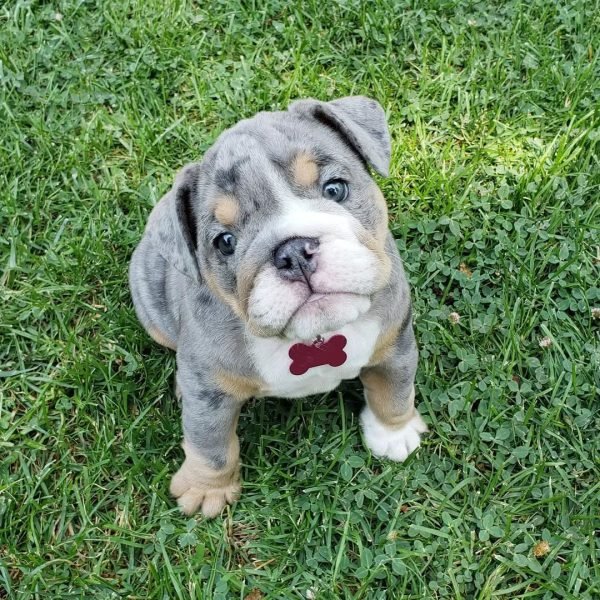 Cachorros de Bulldog Inglés