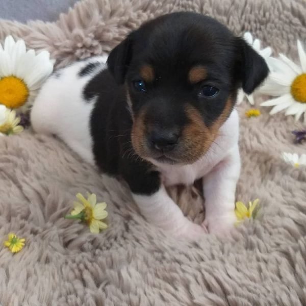 Cachorros de Jack Russell