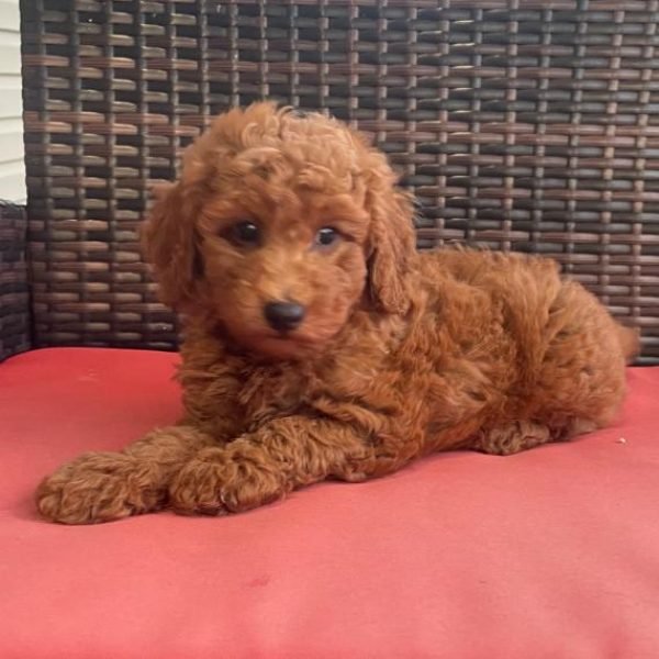 Cachorros de Caniche