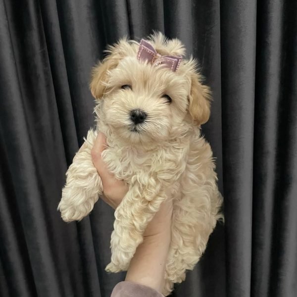 Cachorros de Maltipoo