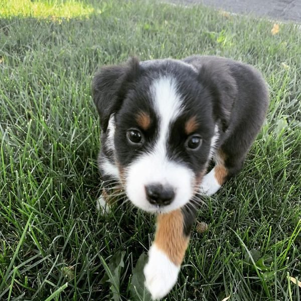 Cachorros de Pastor Australiano
