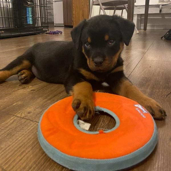 Cachorros de Rottweiler