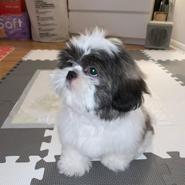 Cachorros de Shih Tzu
